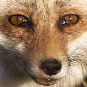 Meet your Posher, Janell