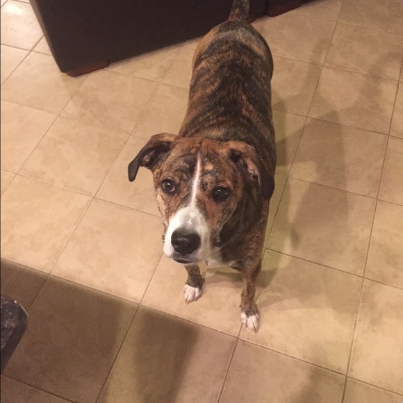 Meet your Posher, Rachel - Picture 1 of 1