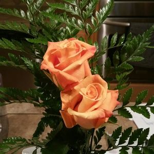 Meet your Posher, Pauli