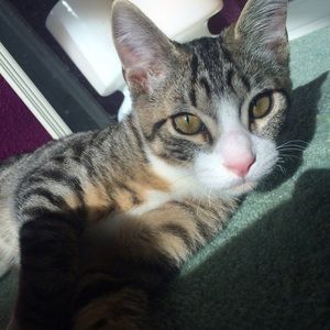 Meet your Posher, Joy