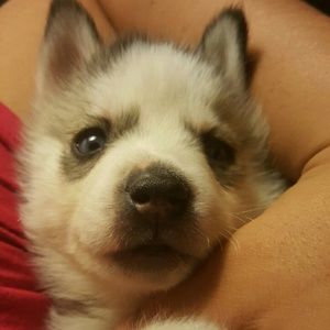 Meet your Posher, Sheila