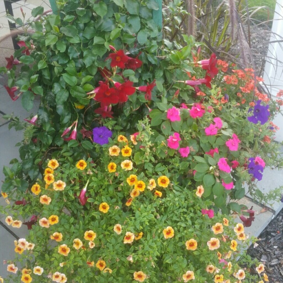 Meet your Posher, Monica - Picture 1 of 1