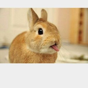 Meet your Posher, Joy