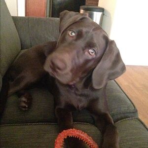 Meet your Posher, Anna