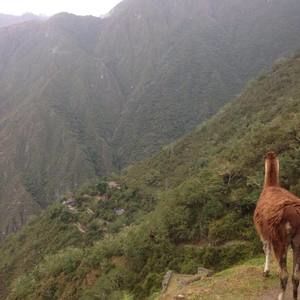 Meet your Posher, Cora