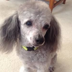 Meet your Posher, Cheryl