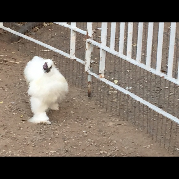 Meet your Posher, Dawn - Picture 1 of 1