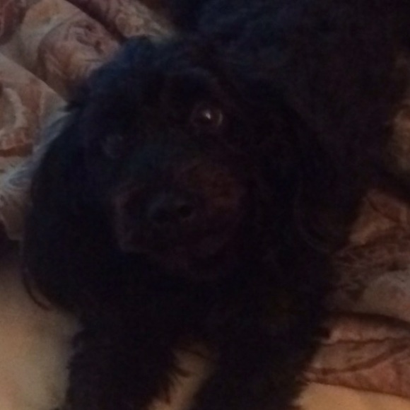 Meet your Posher, Tamieka - Picture 1 of 1