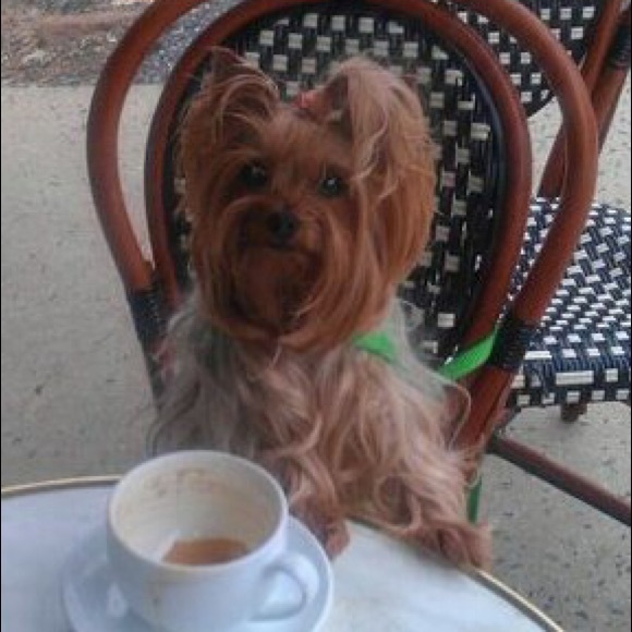 Meet your Poshers, Lisa and Gidget - Picture 3 of 3