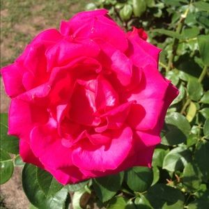 Meet your Posher, Joy