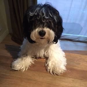 Meet your Posher, Marla corazon