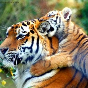 Meet your Posher, Cherie