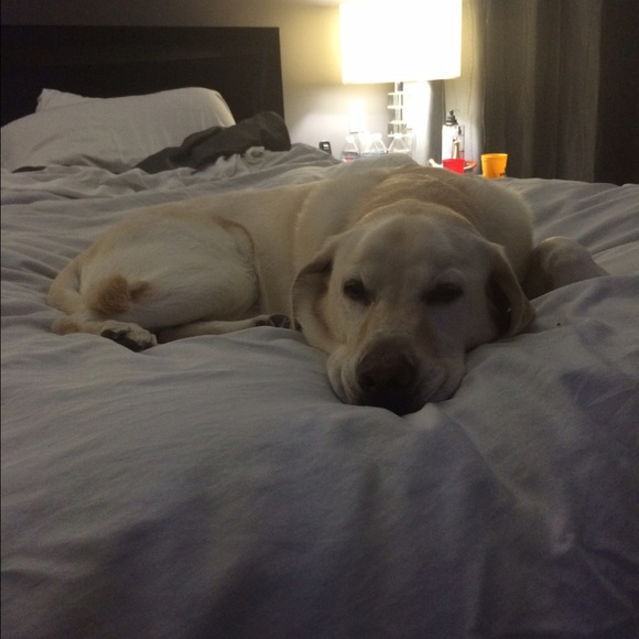 Meet your Posher, Josie - Picture 1 of 1