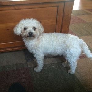 Meet your Posher, Victoria