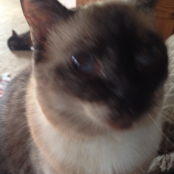 Meet your Posher, Meredith - Picture 1 of 1