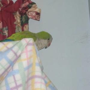 Meet your Posher, Dawn