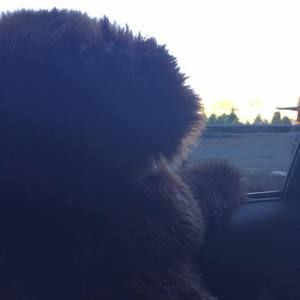 Meet your Posher, Bella