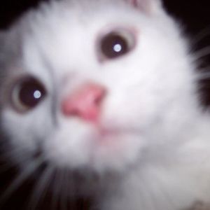 Meet your Posher, Jody