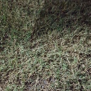 Meet your Posher, Jeannette