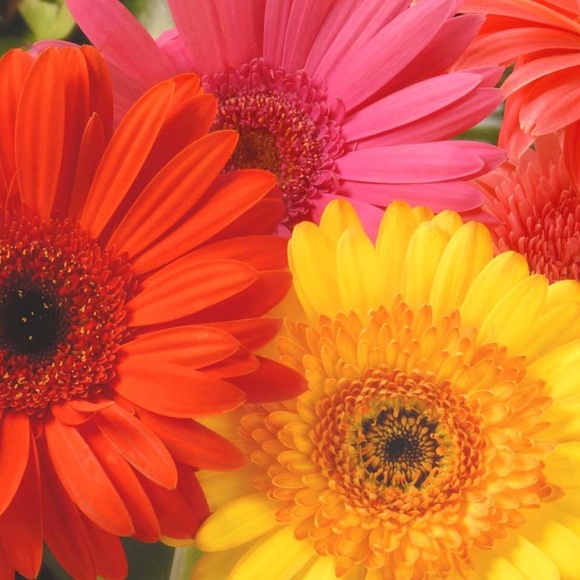 Meet your Posher, Alicia