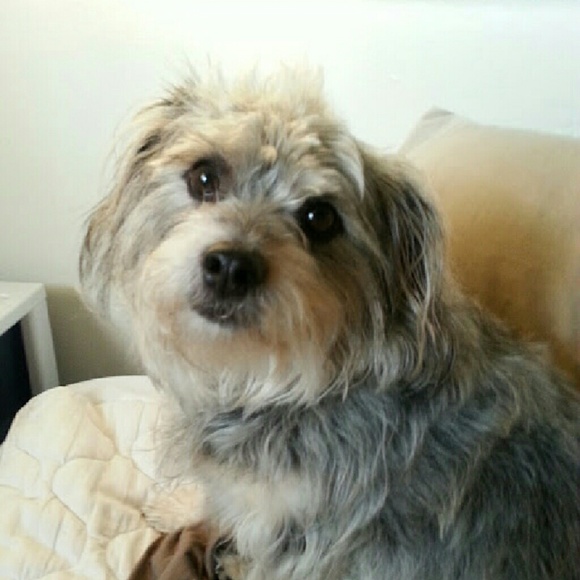 Meet your Posher, Rachelle - Picture 4 of 4