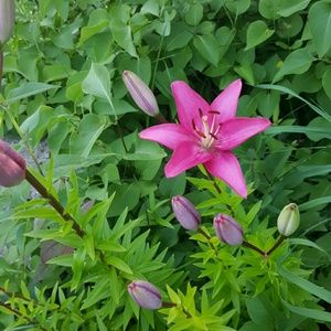 Meet your Posher, Samantha