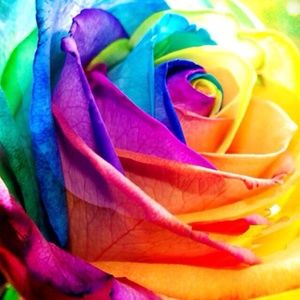 Meet your Posher, Jocelyn