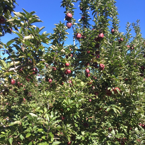 Meet your Posher, Judy - Picture 1 of 1