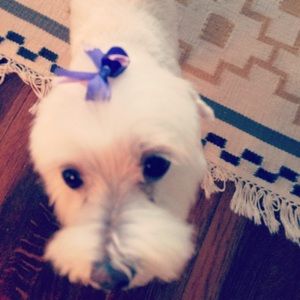 Meet your Posher, Emma