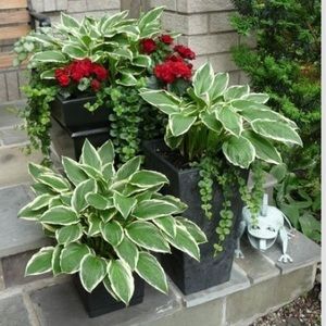 Meet your Posher, Paige