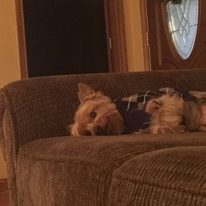 Meet your Posher, Skippy