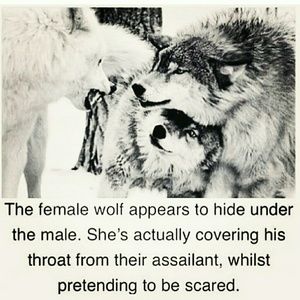 Meet your Posher, Lisette