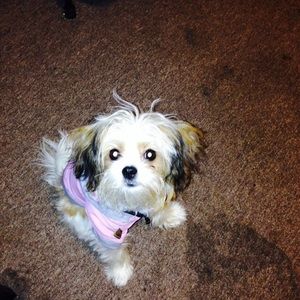 Meet your Posher, Kashmier