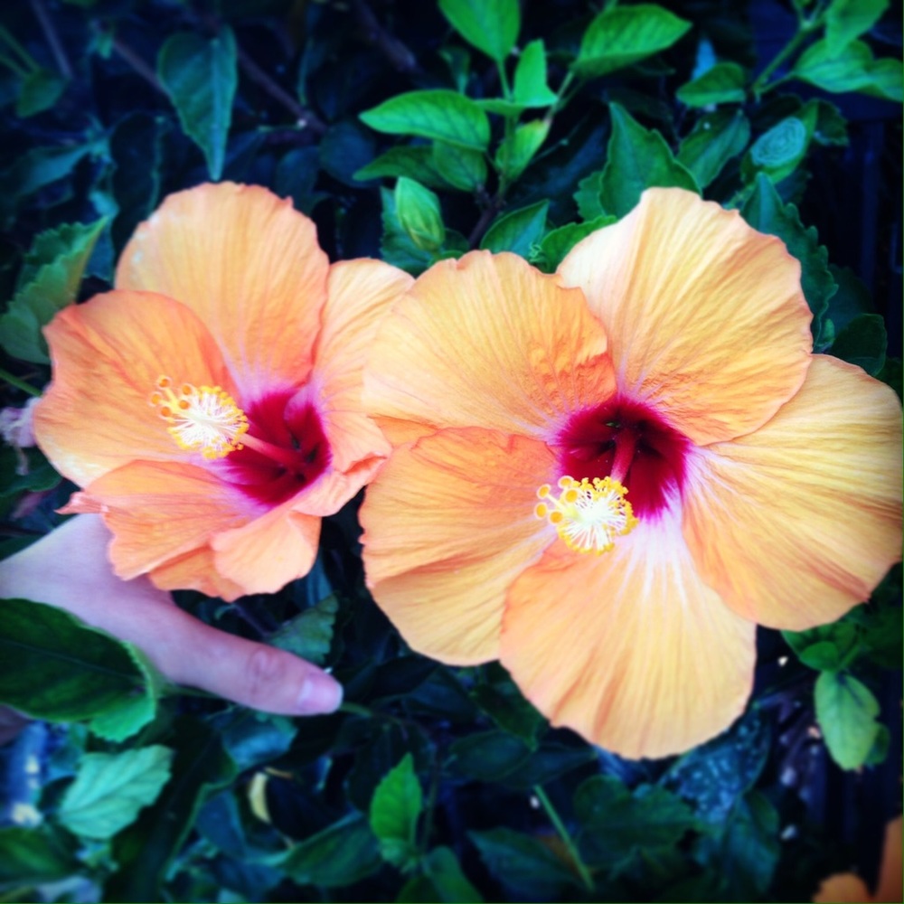 Meet your Posher, Mimi