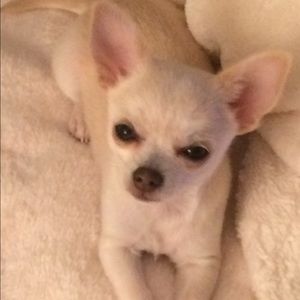 Meet your Posher, Dabney