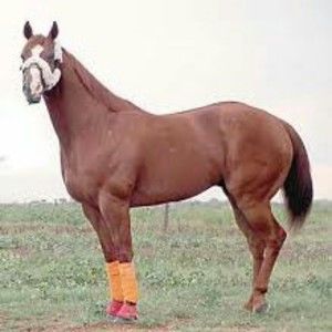 Meet your Posher, Manuel