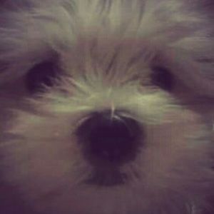 Meet your Posher, Jodi