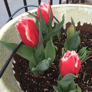 Meet your Posher, Michele