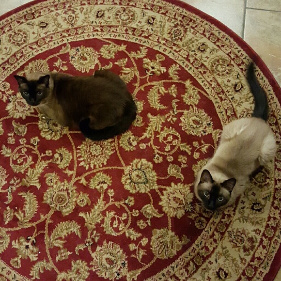 The Meezers want catnip for the holidays!