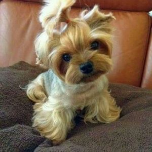 Meet your Posher, Gaphne