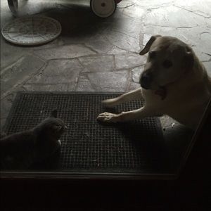 Meet your Posher, Abby