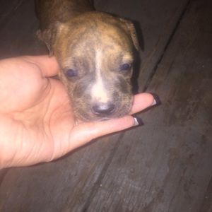 Meet your Posher, Dee