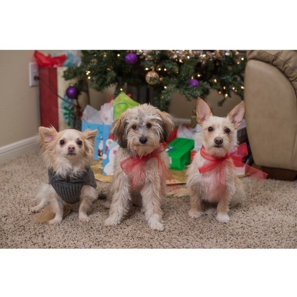 Meet your Posher, Megan - Picture 4 of 5