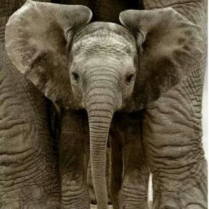 Meet your Posher, Jammie