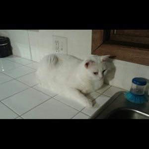 Meet your Posher, Amber