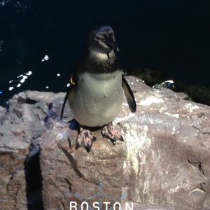 Meet your Posher, Ferdousi