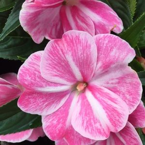 Meet your Posher, Krista