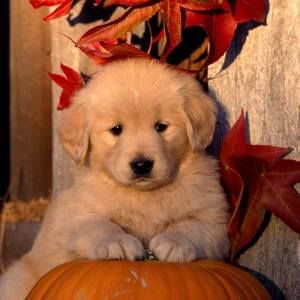 Meet your Posher, Shari