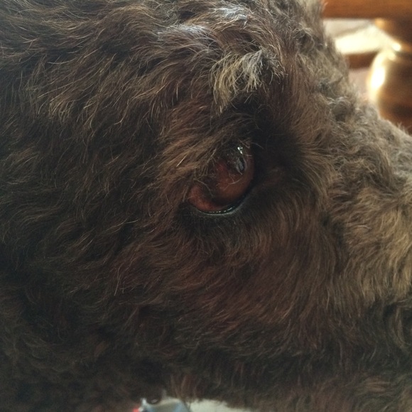 Meet your Posher, Robin - Picture 1 of 1