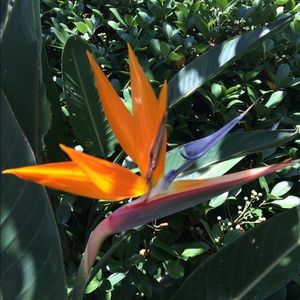 Meet your Posher, Suzanne